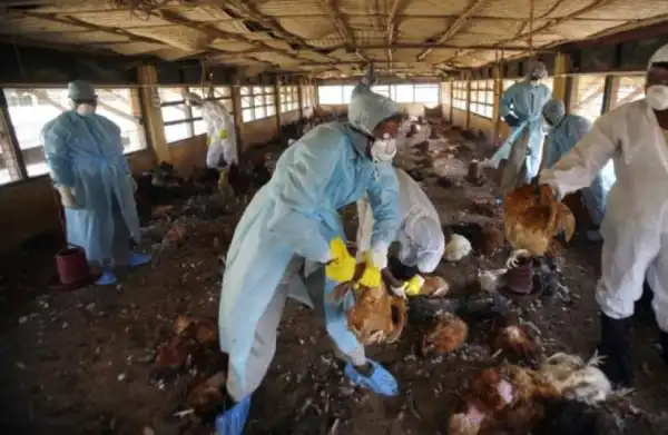 Bird flu: 130 poultry farmers in Plateau cry out over non-payment of compensation